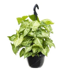 Syngonium Nephthytis Arrow - Arrow Plant -Indoor Plant Store Syngonium nephphytis Arrow Arrow Plant 16cm