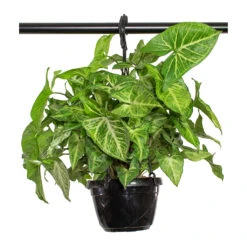 Syngonium Nephthytis Arrow - Arrow Plant -Indoor Plant Store Syngonium nephphytis Arrow Arrow Plant 16cm 71828443 31e5 4501 a213 71f0261a69ab