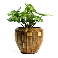 Syngonium Nephthytis Arrow - Arrow Plant -Indoor Plant Store Syngonium nephphytis Arrow Arrow Plant Facets Couple Planter Jenga 54af67d5 73e9 402a b5eb 1a1c090527f5