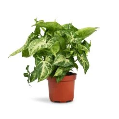 Syngonium Nephthytis Arrow - Arrow Plant -Indoor Plant Store Syngonium nephthytis Arrow Arrow Plant 12x25cm