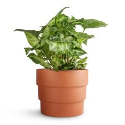 Syngonium Nephthytis Arrow - Arrow Plant -Indoor Plant Store Syngonium nephthytis Arrow Arrow Plant 12x25cm Boston Tiered Plant Pot Terracotta 16.5x14cm ac8d8d63 258c 4789 9c4c 545136e19f3a