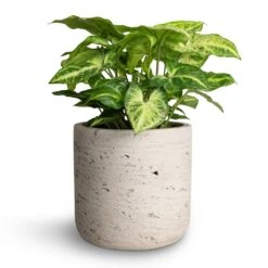Syngonium Nephthytis Arrow - Arrow Plant -Indoor Plant Store Syngonium nephthytis Arrow Arrow Plant 12x25cm Charlie Plant Pot Grey Washed 15x15cm