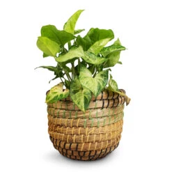 Syngonium Nephthytis Arrow - Arrow Plant -Indoor Plant Store Syngonium nephthytis Arrow Arrow Plant 12x25cm Jane Plant Baskets Set5 Jungle