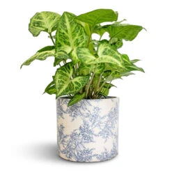 Lazzaro Plant Pot - Vintage Foliage -Indoor Plant Store Syngonium nephthytis Arrow Arrow Plant 12x25cm Lazzaro Plant Pot Vintage Foliage 15x13cm 5ad375b8 0087 48fe a05d 07638e83d357