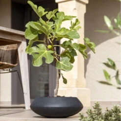 Tara Natural Bowl Planter - Black -Indoor Plant Store TaraNaturalPlanter Black 3