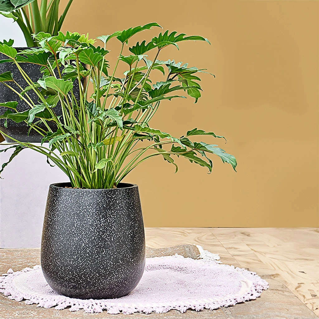 Terrazzo Balloon Planter - Black 2 Terrazzo Balloon Planter - Black - Image 2