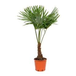 Trachycarpus Fortunei - Windmill Palm -Indoor Plant Store Trachycarpus fortunei Windmill Palm 27x115cm
