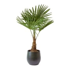 Trachycarpus Fortunei - Windmill Palm -Indoor Plant Store Trachycarpus fortunei Windmill Palm Esra Dark Green Plant Pot
