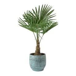 Trachycarpus Fortunei - Windmill Palm -Indoor Plant Store Trachycarpus fortunei Windmill Palm Evi Antique Bronze Plant Pot