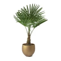 Trachycarpus Fortunei - Windmill Palm -Indoor Plant Store Trachycarpus fortunei Windmill Palm Mini Orb Kevan Plant Pot Metallic Copper Plant Pot