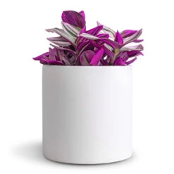 Puk Essentials Planter - Matt White -Indoor Plant Store Tradescantia albiflora Nanouk Fantasy Venice 12x20cm Puk Essentials Planter Matt White 15x15cm dd64377e 9d7b 4047 88a3 a6711f9be8f3