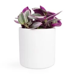 Puk Essentials Planter - Matt White -Indoor Plant Store Tradescantia albiflora Nanouk Fantasy Venice 12x20cm Puk Planter Matt White 15x15cm 2940d00b 6251 497d 9103 546a7a0f0b47
