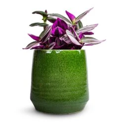 Remi Plant Pot - Green 24 Remi Plant Pot - Green -Indoor Plant Store Tradescantia albiflora Nanouk Fantasy Venice 12x20cm Remi Plant Pot Green 15x15cm