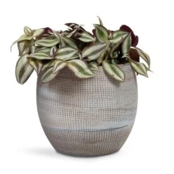 Dex Plant Pot - Earth -Indoor Plant Store Tradescantia zebrina Inch Plant 12x10cm Dex Plant Pot Earth 19x16cm 6f8f2394 de96 4614 87e6 9cc037320325