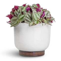 Jayla Plant Pot - White 10 Jayla Plant Pot - White -Indoor Plant Store Tradescantia zebrina Inch Plant 12x10cm Jayla Plant Pot White 17x14cm 0a447714 fee5 4bec 8c3c c4219cec879b