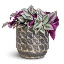 Tradescantia Zebrina - Inch Plant 13 Tradescantia Zebrina - Inch Plant -Indoor Plant Store Tradescantia zebrina Inch Plant 12x10cm Jim Plant Pot Earth 14x12cm
