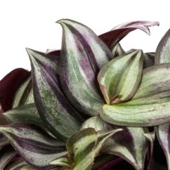 Tradescantia Zebrina - Inch Plant 17 Tradescantia Zebrina - Inch Plant -Indoor Plant Store Tradescantia zebrina Inch Plant SWATCH