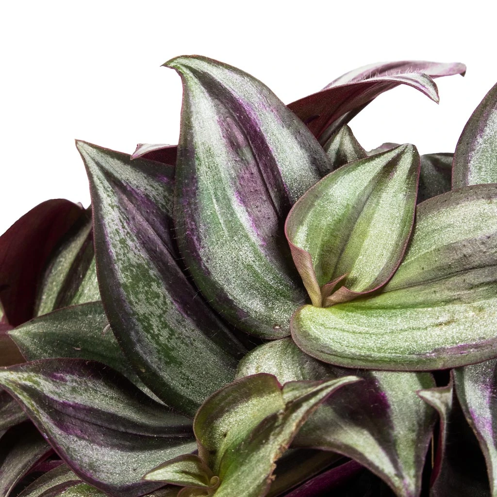 Tradescantia Zebrina - Inch Plant 8 Tradescantia Zebrina - Inch Plant - Image 8