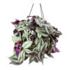 Tradescantia Zebrina - Inch Plant