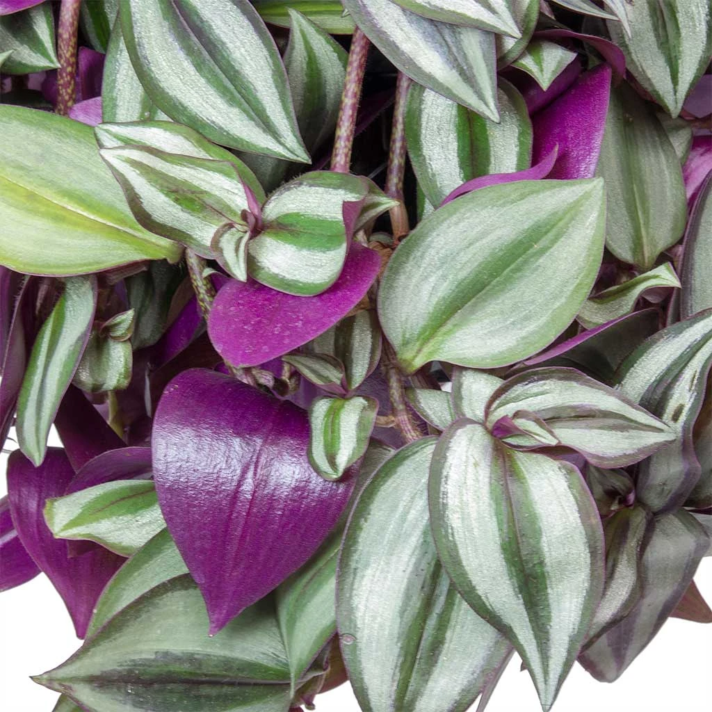 Tradescantia Zebrina - Inch Plant 2 Tradescantia Zebrina - Inch Plant - Image 2