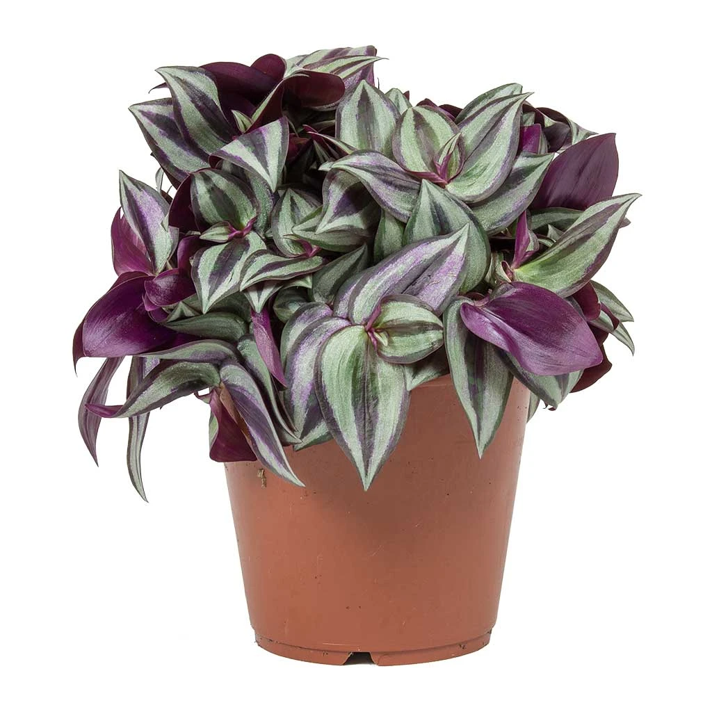 Tradescantia Zebrina - Inch Plant 3 Tradescantia Zebrina - Inch Plant - Image 3