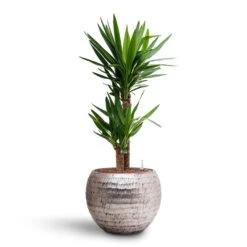 Opus Hammered Globe Planter - Silver -Indoor Plant Store Yucca Hydroculture 2 stems Opus Hammered Globe Planter Silver 40 x 32cm fc82cbb6 28f4 4e22 aca4 ef6949671494