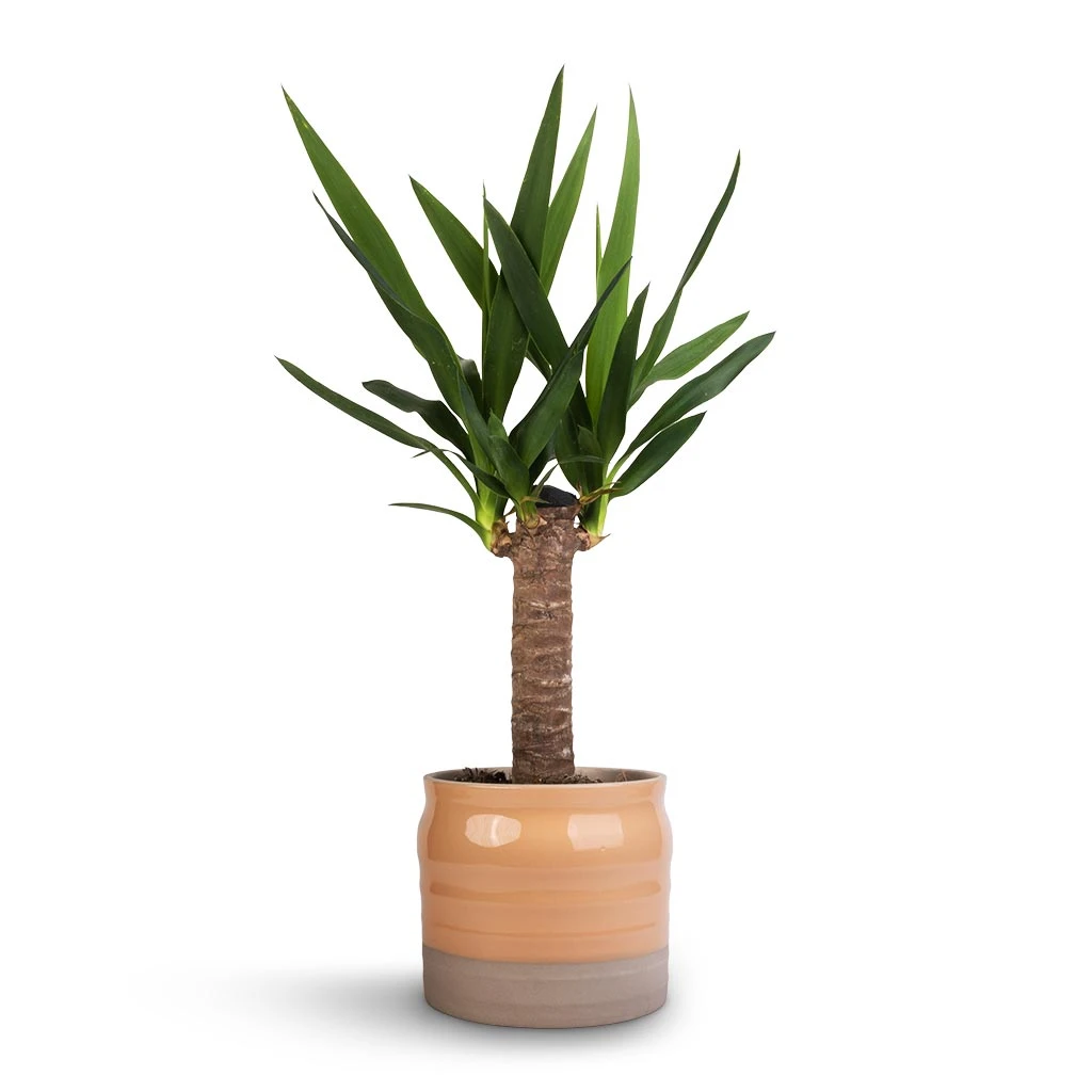 Puro Ripple Plant Pot - Peach 2 Puro Ripple Plant Pot - Peach - Image 2