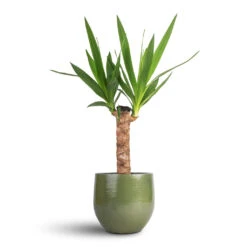 Zembla Plant Pot - Green 24 Zembla Plant Pot - Green -Indoor Plant Store Yucca elephantipes Spineless Yucca 14x60cm Zembla Plant Pot Green 18x16cm
