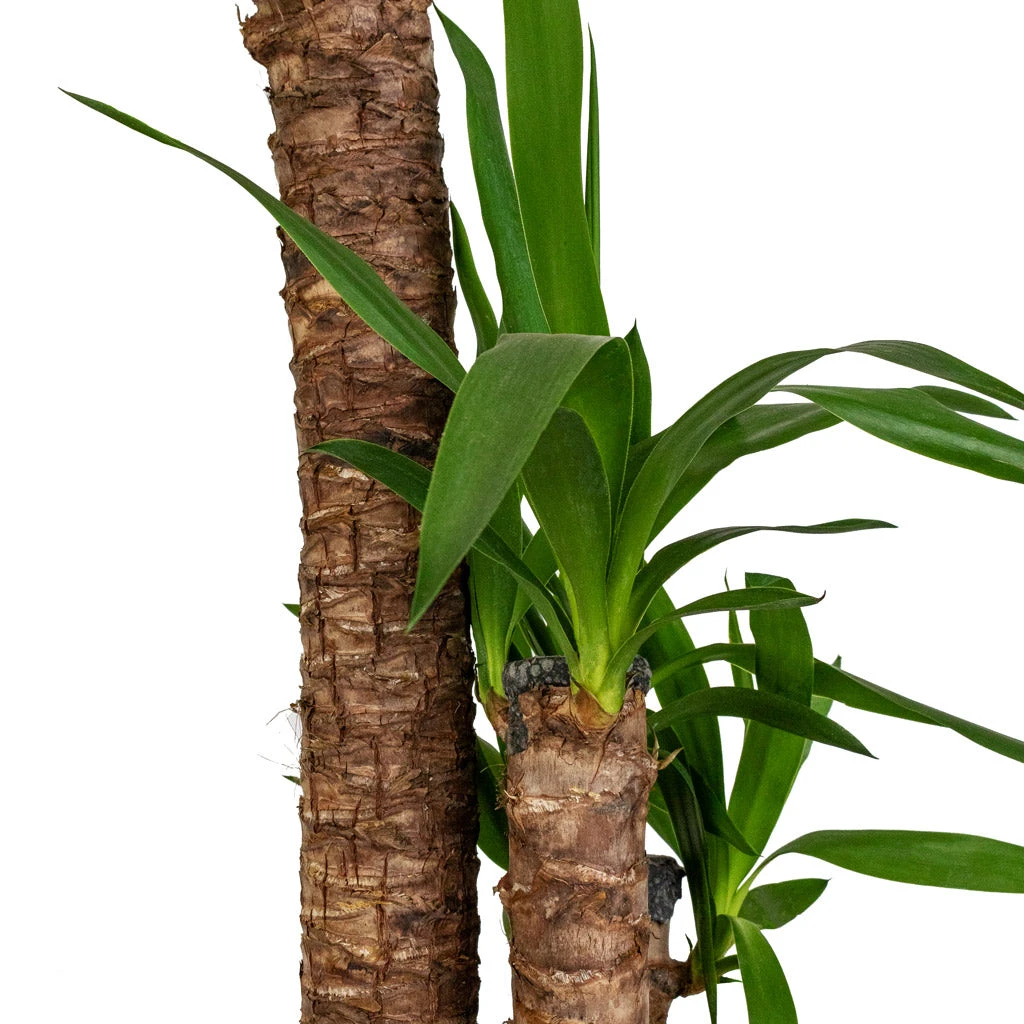 Yucca Elephantipes - Spineless Yucca 2 Yucca Elephantipes - Spineless Yucca - Image 2