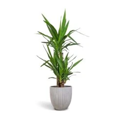 Lagos Plant Pot - Cement 12 Lagos Plant Pot - Cement -Indoor Plant Store Yucca elephantipes Spineless Yucca 21x100cm 3 stems Lagos Plant Pot Cement 26x26cm