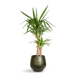 Noor Plant Pot - Velvet Green 25 Noor Plant Pot - Velvet Green -Indoor Plant Store Yucca elephantipes Spineless Yucca 21x95cm 2stems Noor Plant Pot Velvet Green 32x30cm