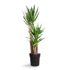 Yucca Elephantipes - Spineless Yucca 36 Yucca Elephantipes - Spineless Yucca -Indoor Plant Store Yucca elephantipes Spineless Yucca 27x140cm 3stems