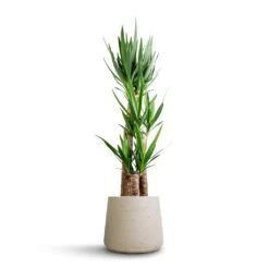 Patt Plant Pot - Grey Washed -Indoor Plant Store Yucca elephantipes Spineless Yucca 27x140cm 3 stems Patt Plant Pot Grey Washed 34x29cm 630c5807 2666 4901 b81d 025acce65f5a