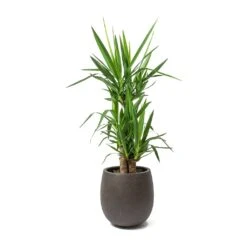 Grigio Balloon Plant Pot - Rusty Iron Concrete -Indoor Plant Store Yucca elephantipes Spineless Yucca 3 Stems Balloon Plant Pot Rusty Iron Concrete 2aaaf54b 7013 45ba 9334 f2f97473ed8b