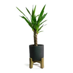 Charlie Plant Pot - Low Stand - Black Washed -Indoor Plant Store Yucca elephantipes Spineless Yucca Charlie Plant Pot Low Stand Black Washed