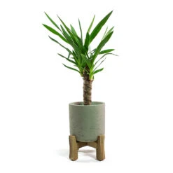 Charlie Plant Pot - Low Stand - Grey Washed 11 Charlie Plant Pot - Low Stand - Grey Washed -Indoor Plant Store Yucca elephantipes Spineless Yucca Charlie Plant Pot Low Stand Grey Washed
