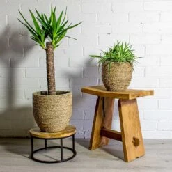 Cody Plant Pot - Straw Grass -Indoor Plant Store Yucca elephantipes Spineless Yucca Chlorophytum Ocean Spider Plant Cody Plant Pot Straw Grass 7c812714 40f1 42bd bc28 b3f88032337c