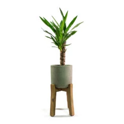 Charlie Plant Pot - Tall Stand - Grey Washed -Indoor Plant Store Yucca elephantipes Spineless Yucca Patt Plant Pot Low Stand Black Washed