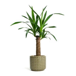 Yucca Elephantipes - Spineless Yucca 25 Yucca Elephantipes - Spineless Yucca -Indoor Plant Store Yucca elephantipes Spineless Yucca Thies Plant Pot Olive Green c12878d5 eee8 41b8 a40f 25046b21a0ee