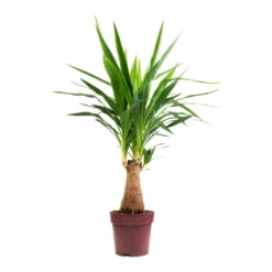 Yucca Elephantipes - Thick Trunk -Indoor Plant Store Yucca elephantipes Thick Trunk 19x80cm