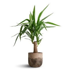 Yucca Elephantipes - Thick Trunk -Indoor Plant Store Yucca elephantipes Thick Trunk 19x80cm Albero Plant Pot Cement 21x19cm 171f1f15 8768 47c8 a13a 77fac554ef3c