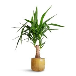 Yucca Elephantipes - Thick Trunk -Indoor Plant Store Yucca elephantipes Thick Trunk 19x80cm Babet Plant Pot Camel 21x18cm 71ad2835 d46a 4342 8e6d cbdfe4ec2b83