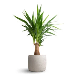 Yucca Elephantipes - Thick Trunk -Indoor Plant Store Yucca elephantipes Thick Trunk 19x80cm Mini Valerie Plant Pot Grey Washed 28x22cm