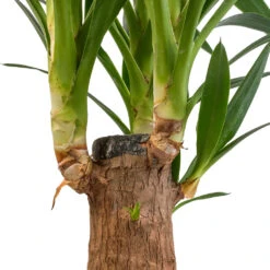 Yucca Elephantipes - Thick Trunk -Indoor Plant Store Yucca elephantipes Thick Trunk SWATCH