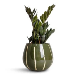 Nova Plant Pot - Green -Indoor Plant Store Zamioculcas zamiifolia Raven ZZ Plant 14x50cm Nova Plant Pot Green 23x18cm