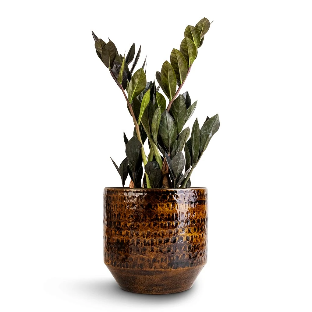 Sanna Plant Pot - Savanna 3 Sanna Plant Pot - Savanna - Image 3
