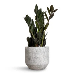 Solento Plant Pot - White Speckle 10 Solento Plant Pot - White Speckle -Indoor Plant Store Zamioculcas zamiifolia Raven ZZ Plant 14x50cm Solento Plant Pot White Speckle 16x14cm
