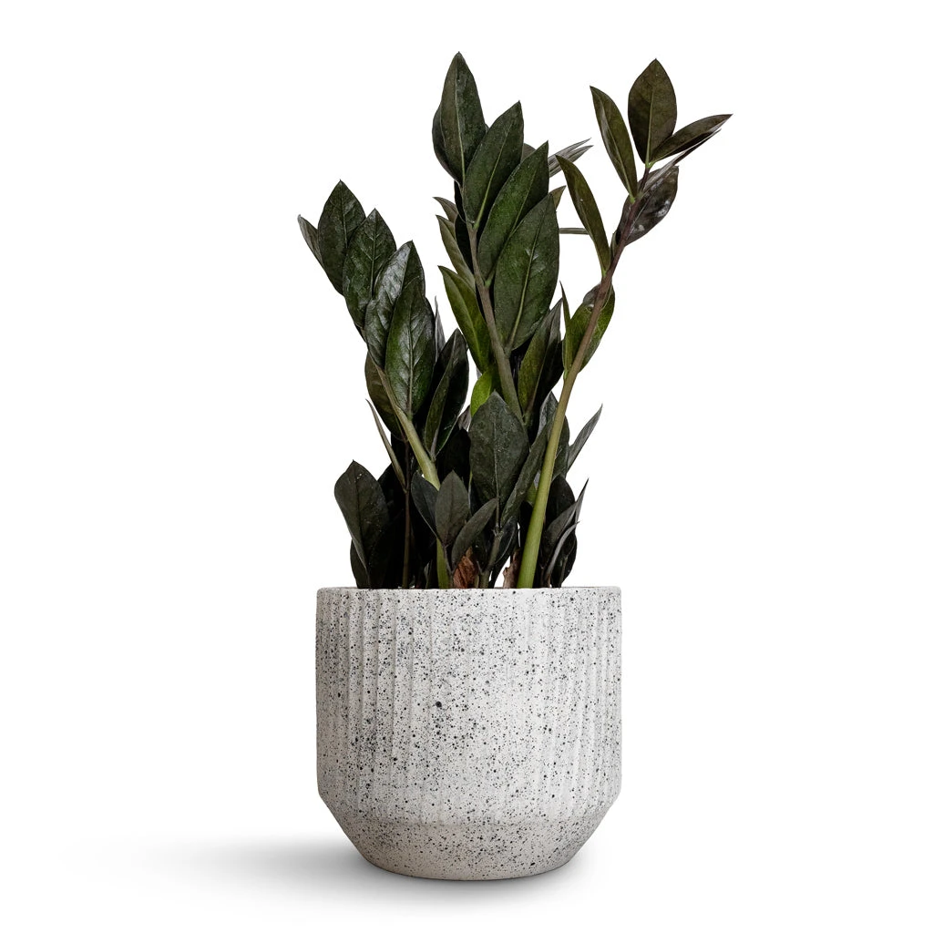 Solento Plant Pot - White Speckle 3 Solento Plant Pot - White Speckle - Image 3