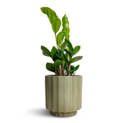 Bourton Scalloped Plant Pot - Sage -Indoor Plant Store Zamioculcas zamiifolia ZZ Plant 12x30cm Bourton Scalloped Plant Pot Sage 16x16cm