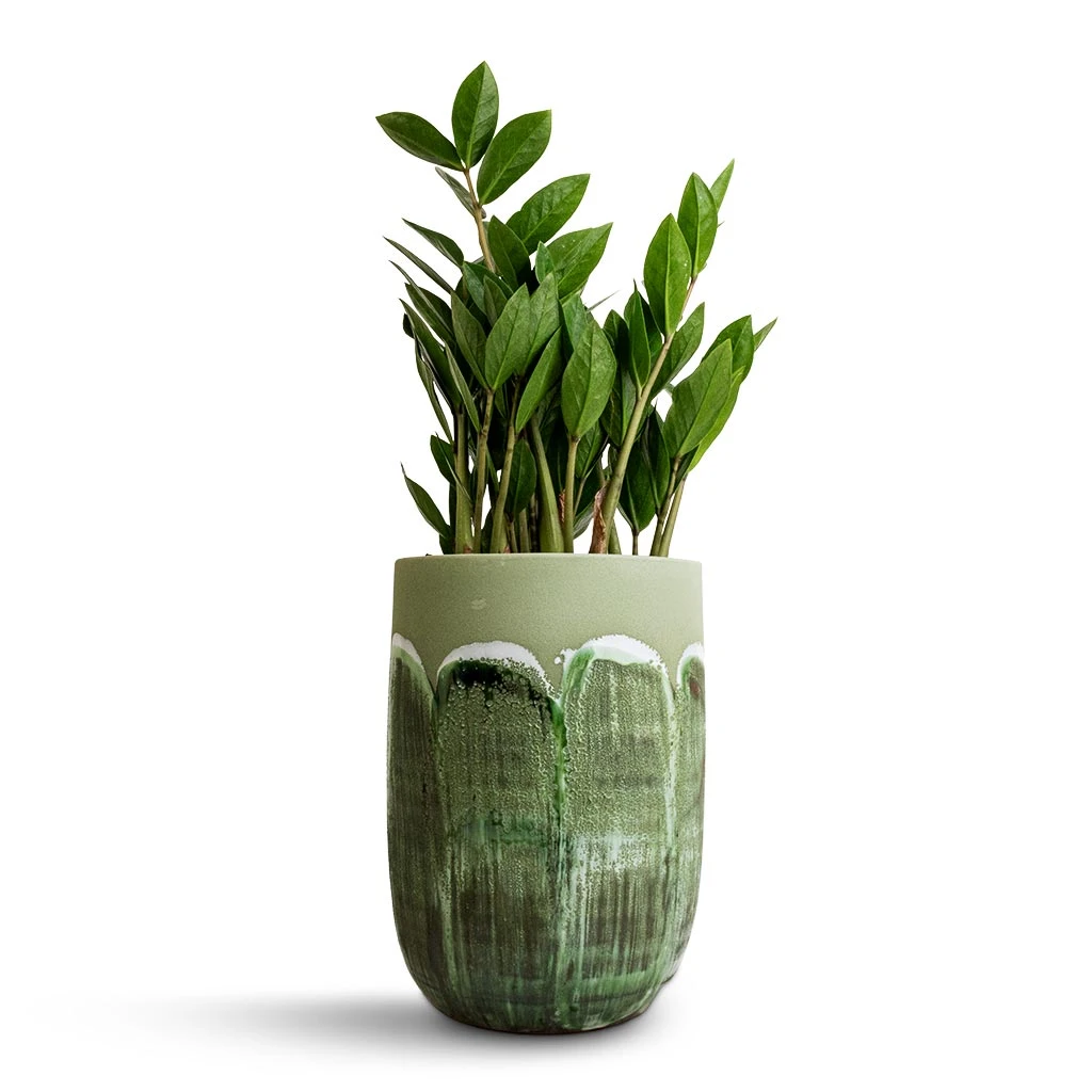 Moon Plant Vase - Jungle 2 Moon Plant Vase - Jungle - Image 2